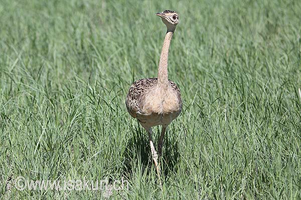 Outarde � ventrre noir