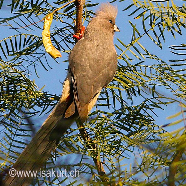 Touraco concolore Touraco concolore
