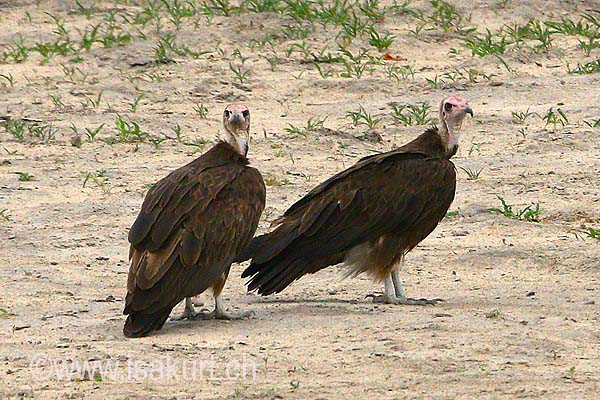 Vautour charognard Vautour charognard