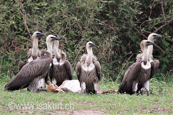 vautour africain vautour africain