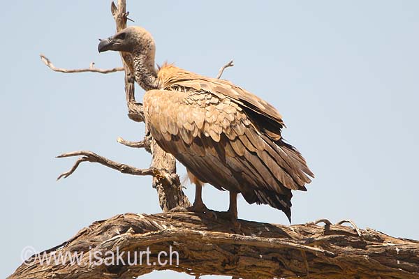 vautour africain vautour africain