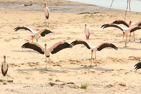 Ibis Tandale Ibis Tandale