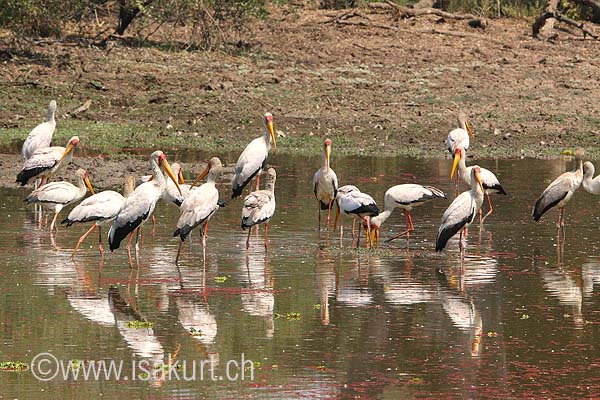 Ibis Tandale Ibis Tandale