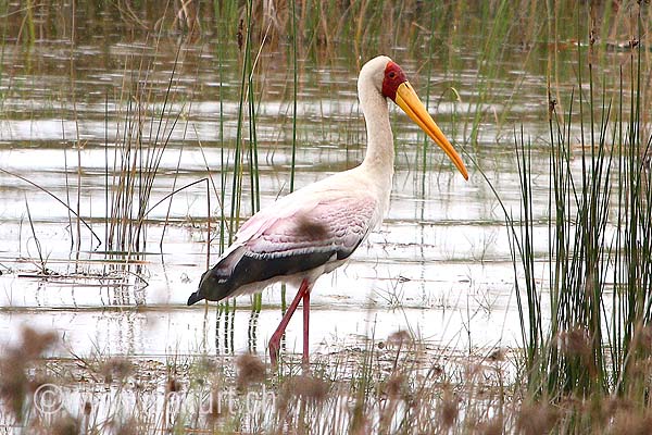 Ibis Tandale Ibis Tandale