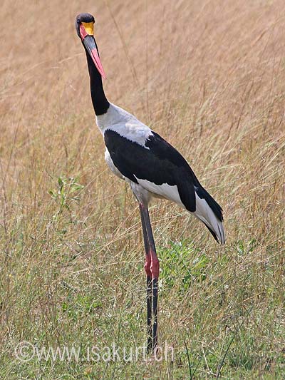 Jabiru Jabiru