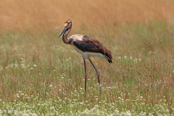 Jabiru Jabiru
