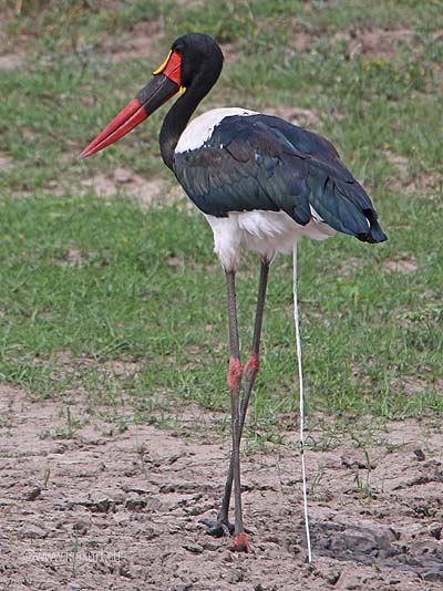 Jabiru Jabiru