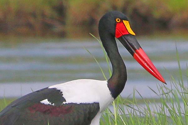 Jabiru Jabiru
