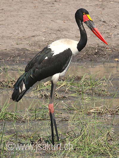 Jabiru Jabiru