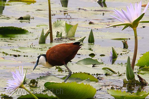 Jacana Jacana