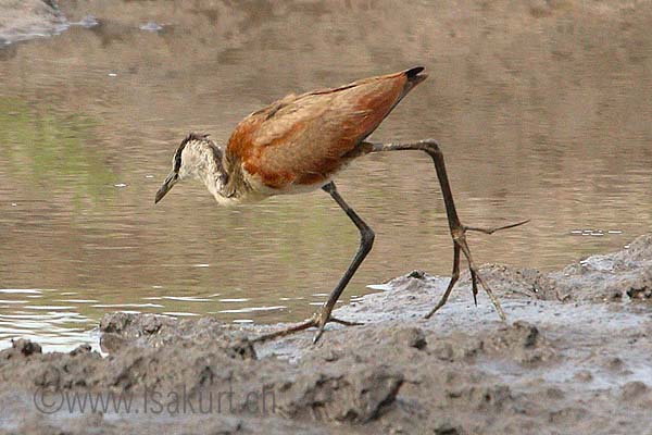 Jacana juv Jacana juv