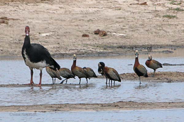 Oie de Gambie Dendrocygne Oie de Gambie Dendrocygne