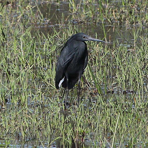 Aigrette ardoisée Aigrette ardoisée