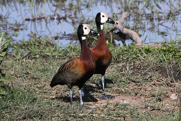 Dendrocygne