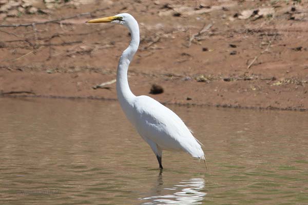 Grande aigrette Grande aigrette