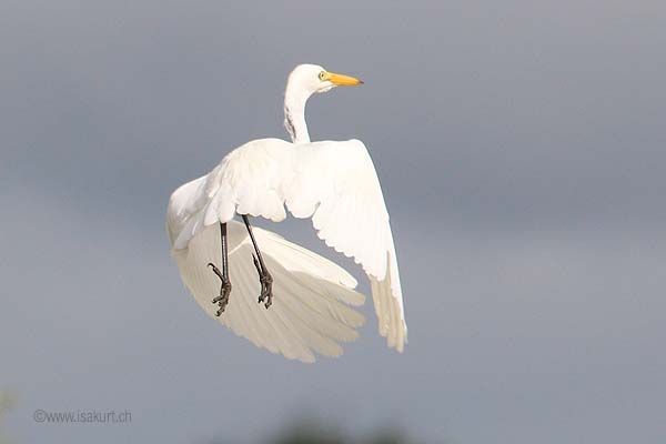 Grande aigrette Grande aigrette