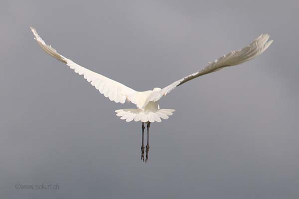 Grande aigrette Grande aigrette