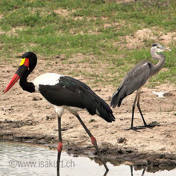 Hron cendr - Jabiru