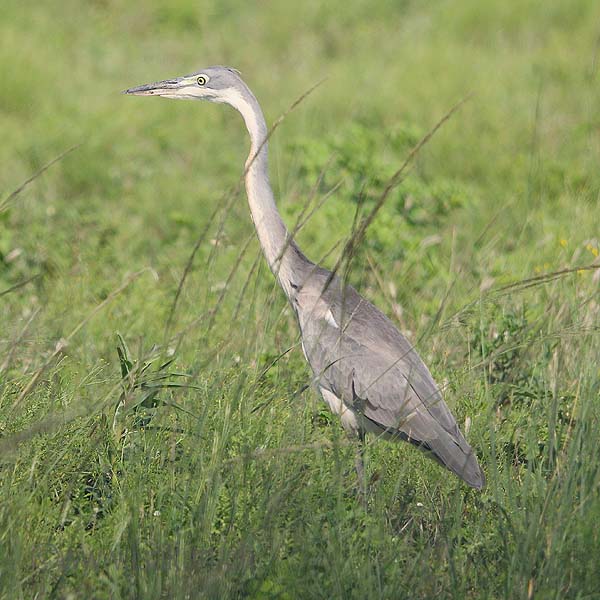 Hron mlanocphale - juv.