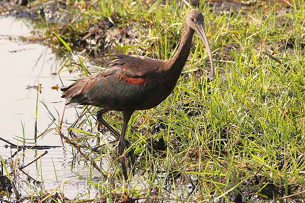 Ibis falcinelle
