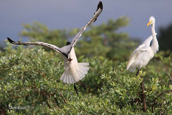 Ibis sacré Ibis sacré