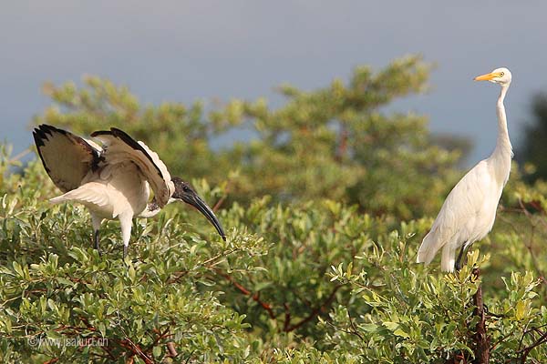 Ibis sacré Ibis sacré