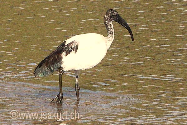 Ibis sacr